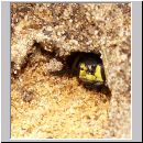 Cerceris arenaria - Sandknotenwespe w08.jpg